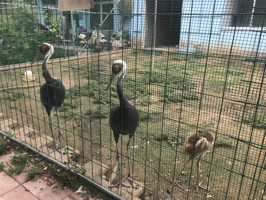 天鵝湖風景區(qū)（泰山）速覽！(圖6)