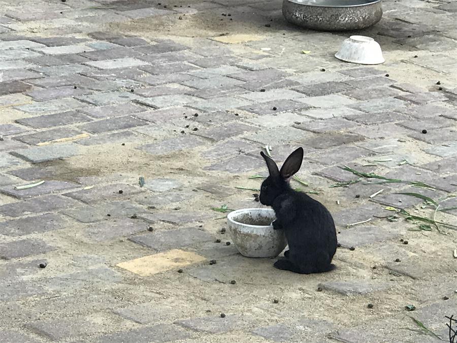 天鵝湖風景區(qū)（泰山）速覽！(圖7)