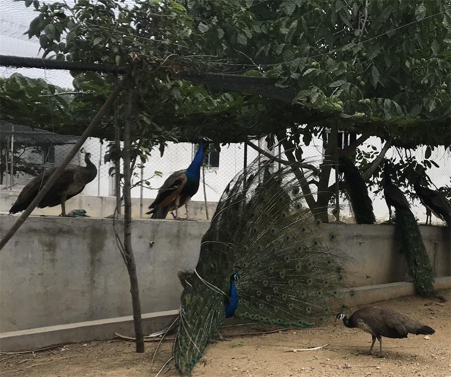 天鵝湖風景區(qū)（泰山）速覽！(圖11)