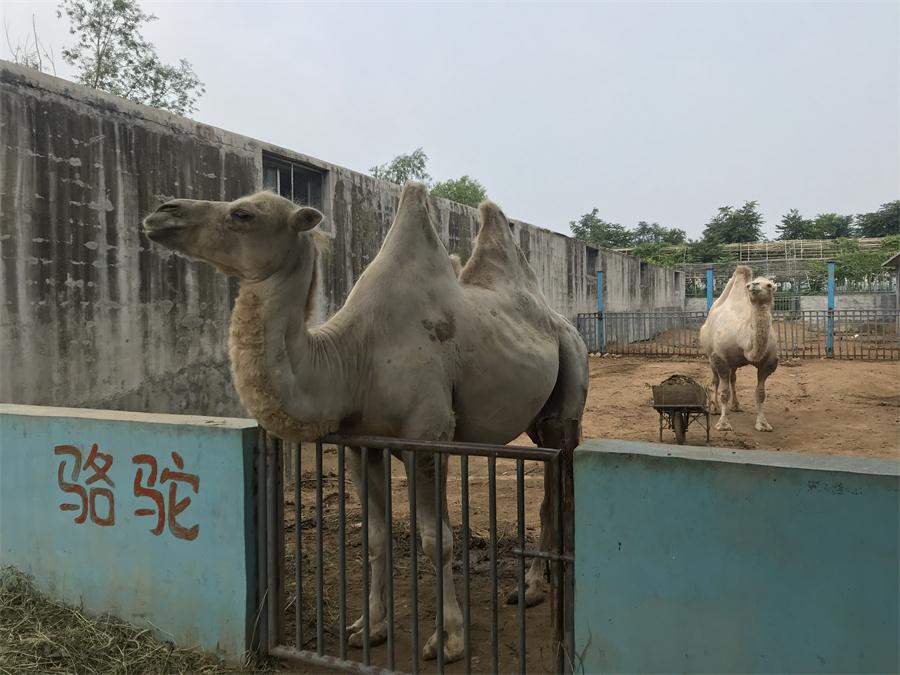 天鵝湖風景區(qū)（泰山）速覽！(圖8)