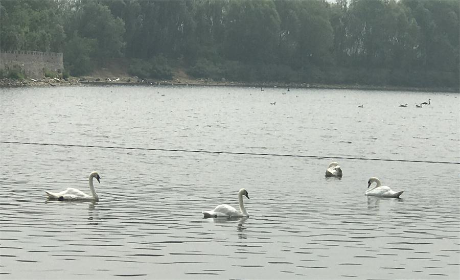 天鵝湖風景區(qū)（泰山）速覽！(圖18)