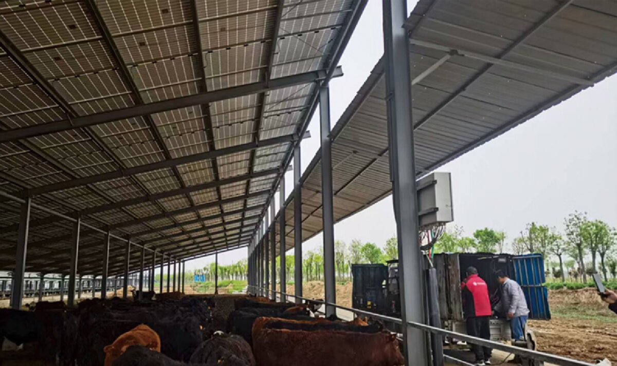 信橋鋼構(gòu)：打卡蒙陰農(nóng)業(yè)溫室大棚、青州黑牛養(yǎng)殖基地！(圖4)